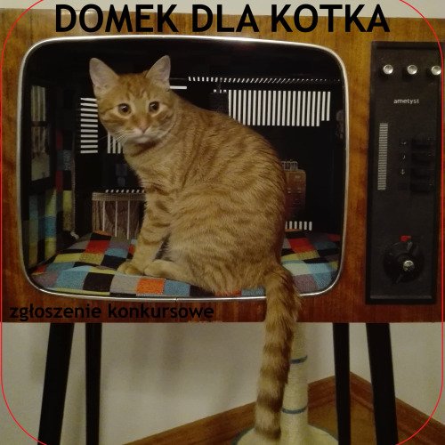 Domek dla kotka