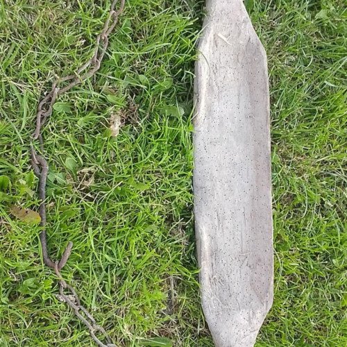 Zakonserwowane przed kornikami